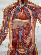 Vintage anatomic school poster The Blood System by Deutsches Hygiene Museum Dresden GDR (East Germany), 1976