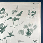 Vintage school botanical poster Austria 1950s Educational wall board