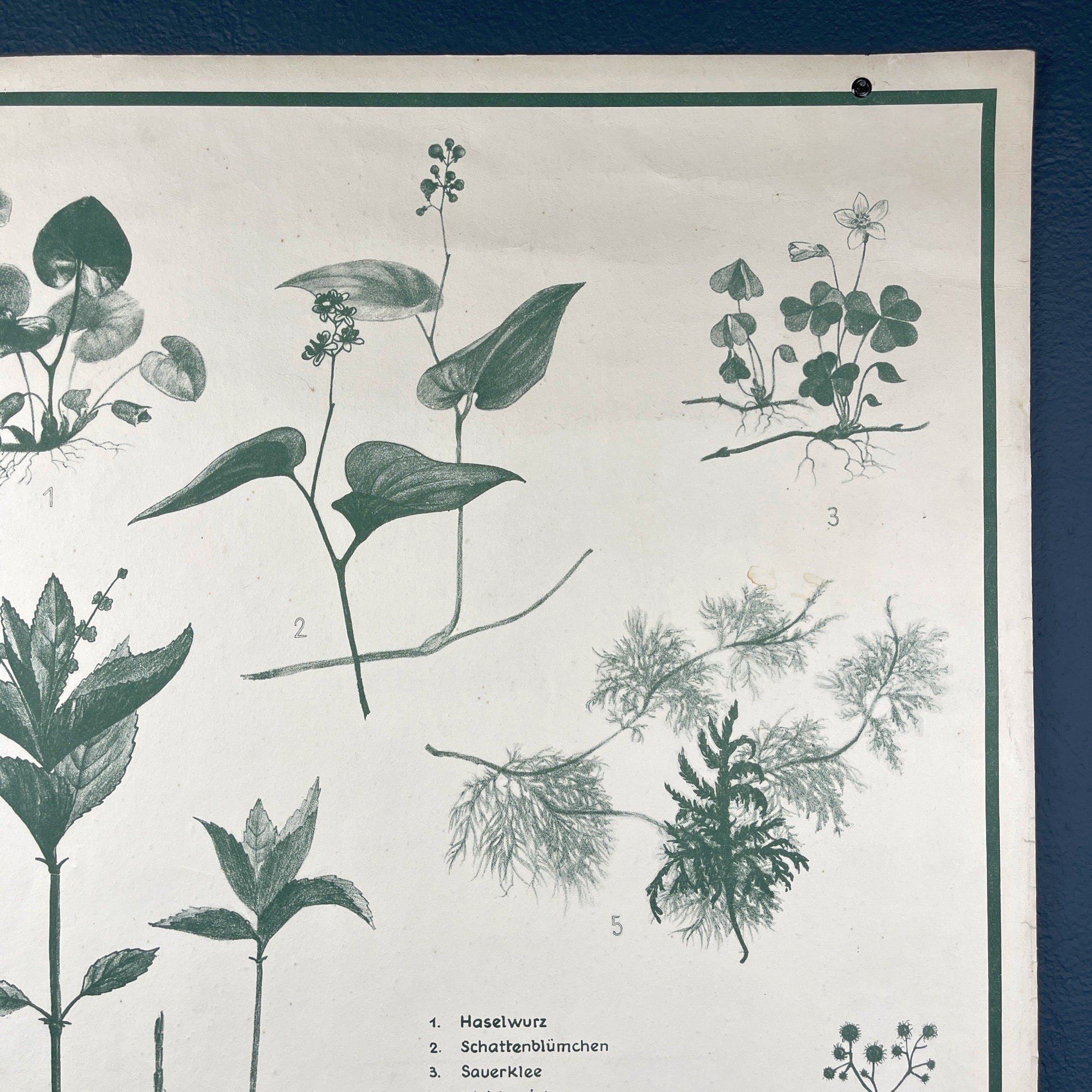 Vintage school botanical poster Austria 1950s Educational wall board