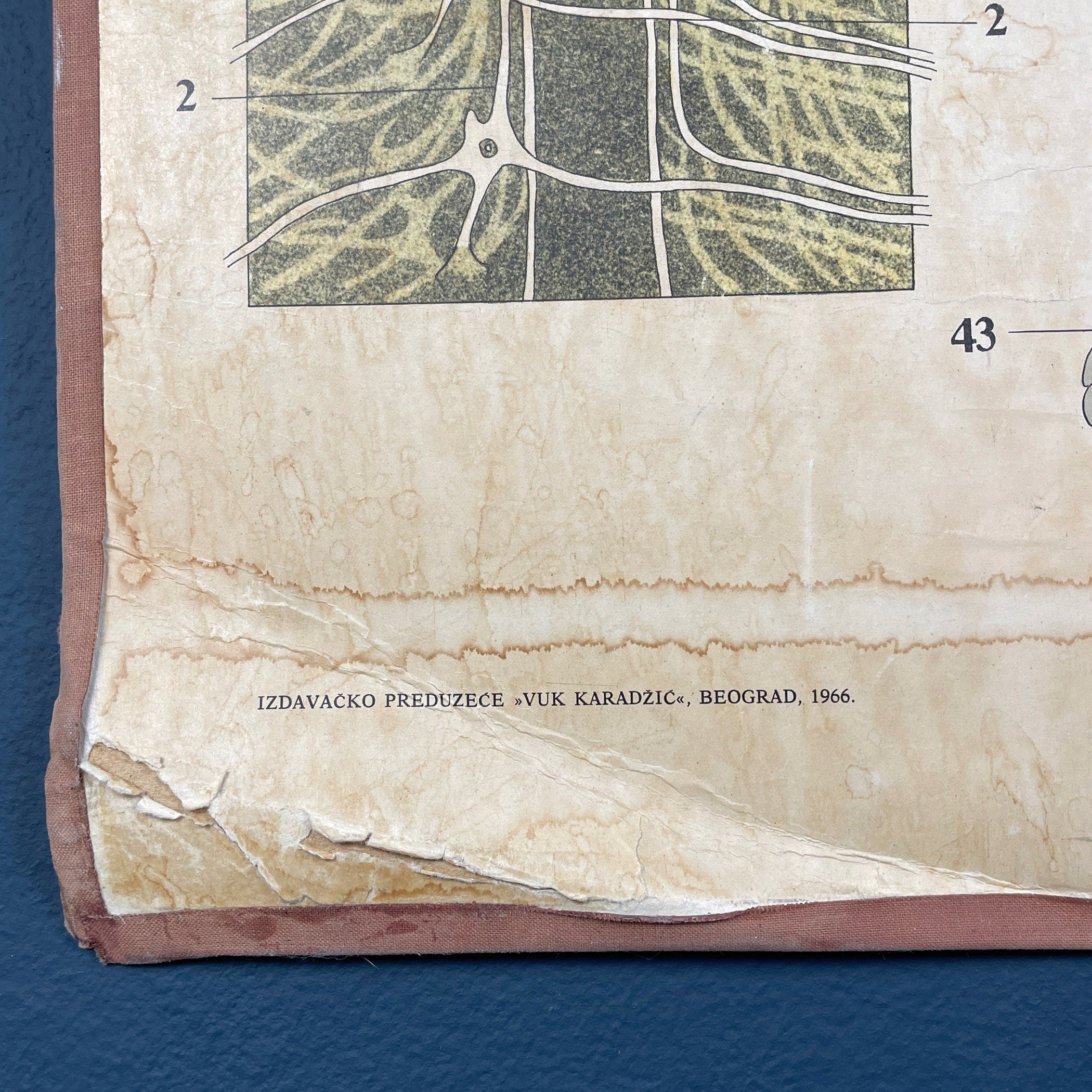 Vintage school  poster The human nervous system Yugoslavia 1966 Educational wall board