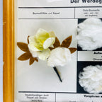 Vintage school education display Die Baumwolle (Cotton) by Josef Galler, Germany 1960s
