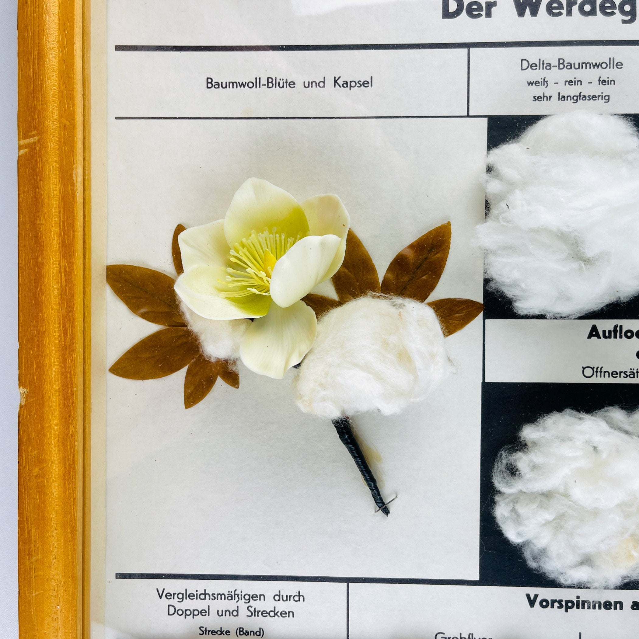 Vintage school education display Die Baumwolle (Cotton) by Josef Galler, Germany 1960s