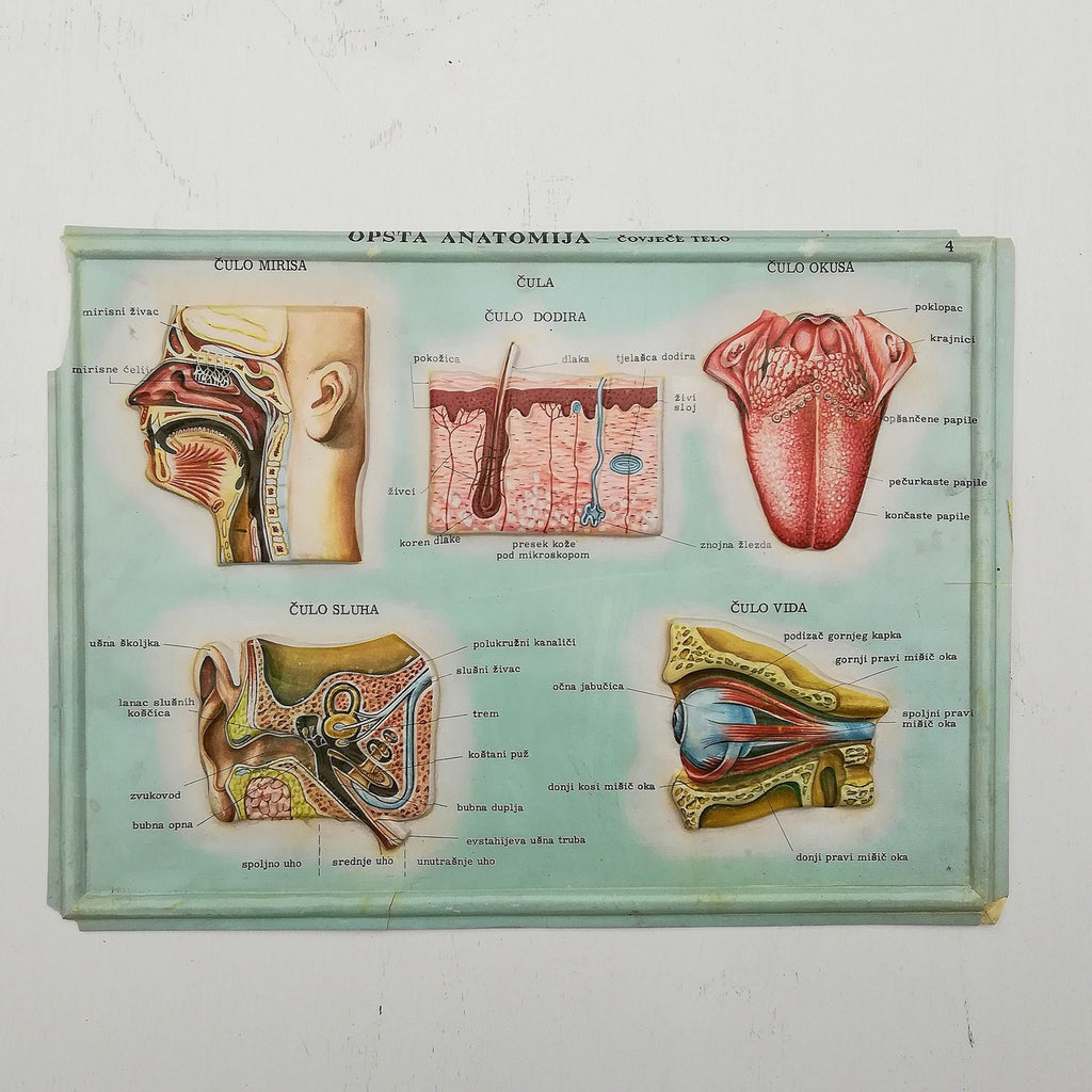 Set of 4 Medical school posters 1960s Medical sign anatomy board Plastic plate Yugoslavia