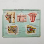 Set of 4 Medical school posters 1960s Medical sign anatomy board Plastic plate Yugoslavia