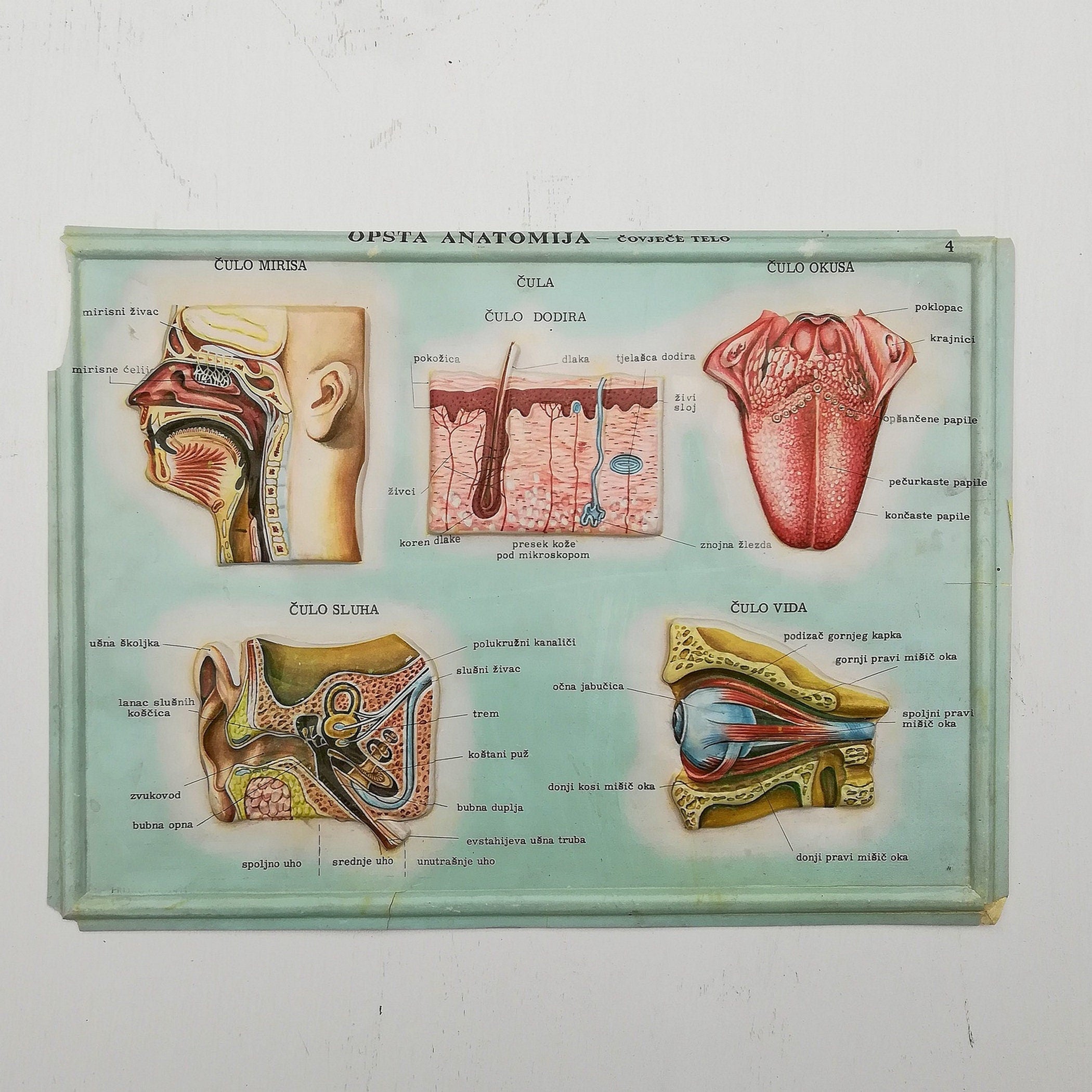 Set of 4 Medical school posters 1960s Medical sign anatomy board Plastic plate Yugoslavia