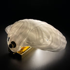 Vintage murano wall lamp Seashell by "La Murrina" Italy 1980s MCM unique Italian lighting