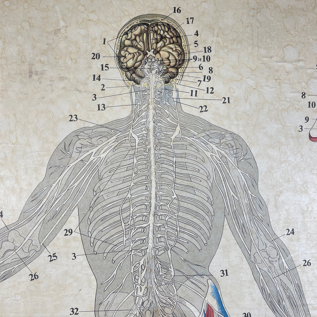 Vintage school  poster The human nervous system Yugoslavia 1966 Educational wall board
