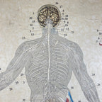 Vintage school  poster The human nervous system Yugoslavia 1966 Educational wall board