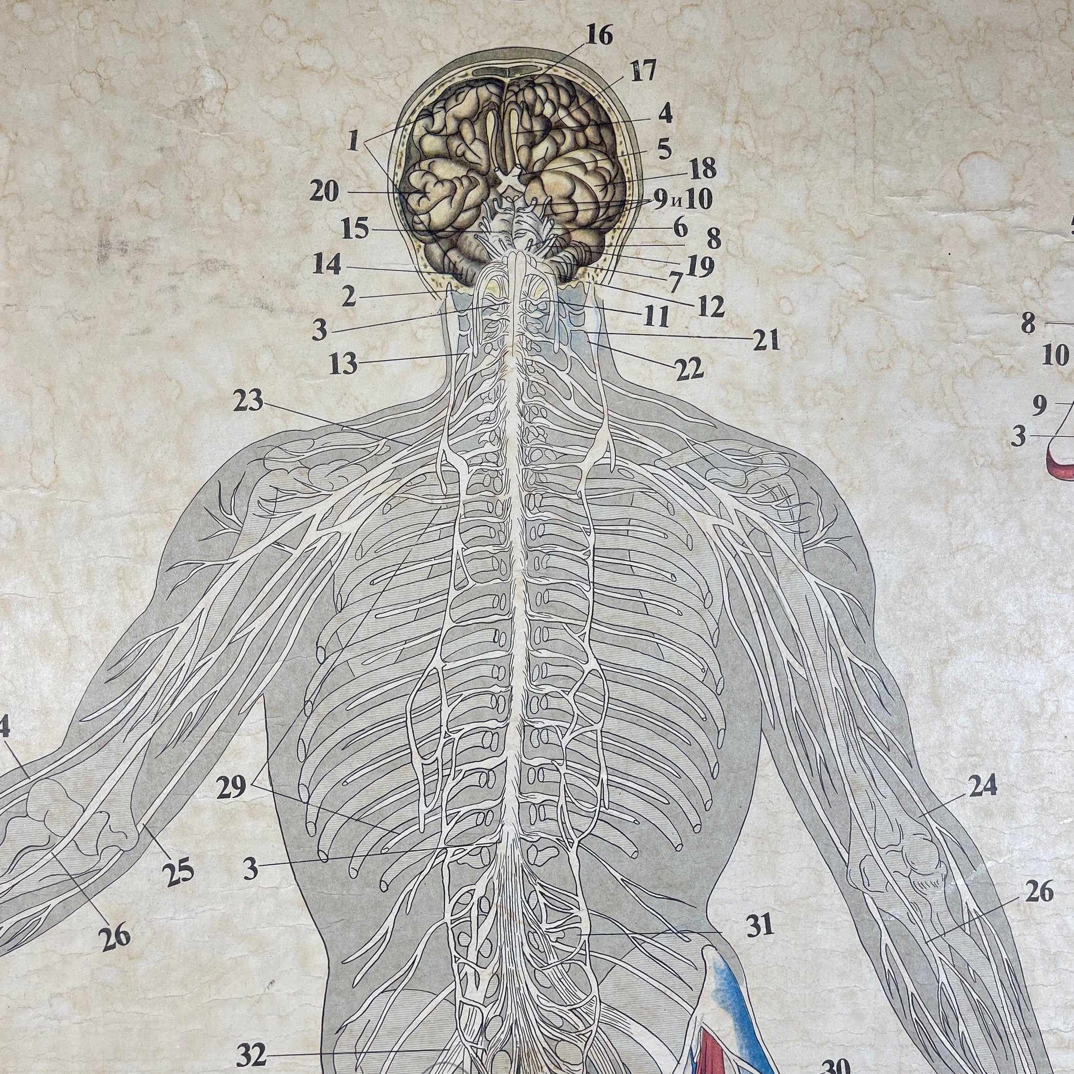 Vintage school  poster The human nervous system Yugoslavia 1966 Educational wall board