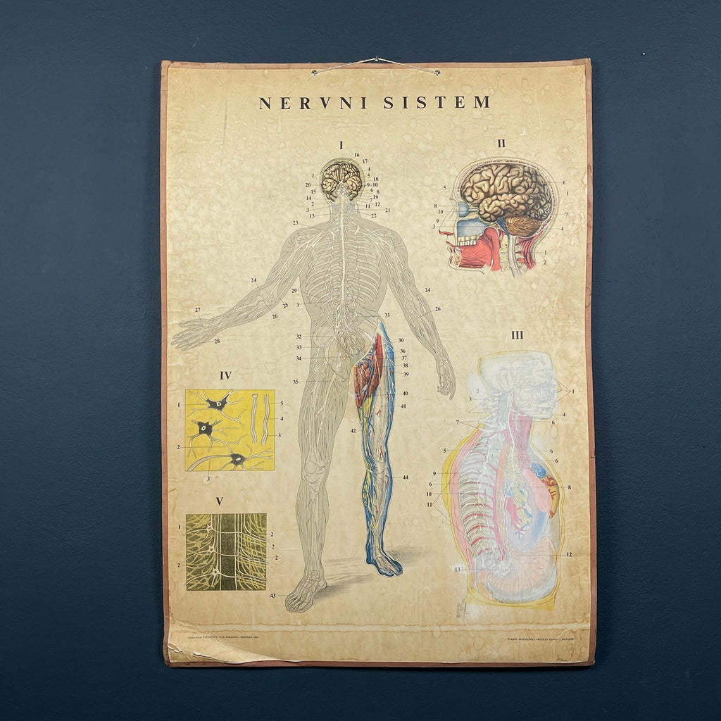 Vintage school  poster The human nervous system Yugoslavia 1966 Educational wall board