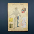 Vintage school  poster The human nervous system Yugoslavia 1966 Educational wall board