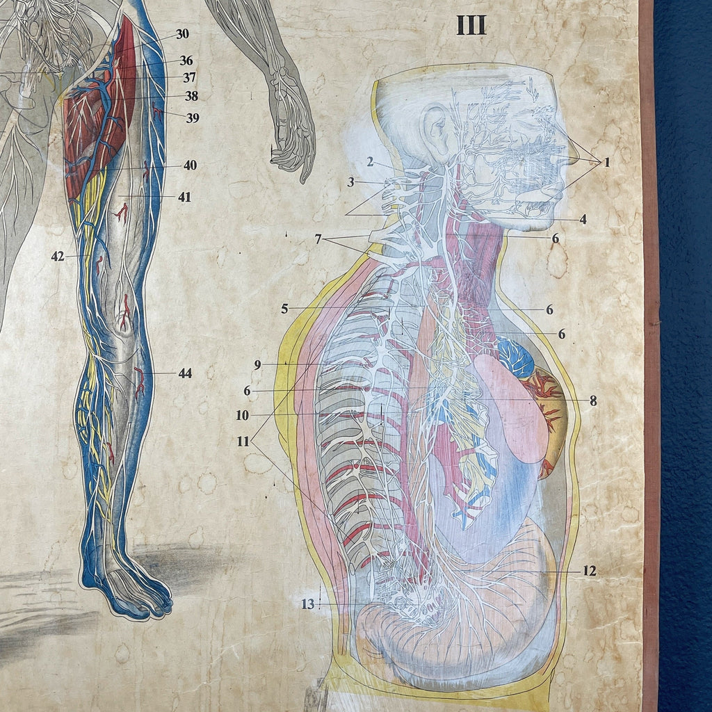 Vintage school  poster The human nervous system Yugoslavia 1966 Educational wall board