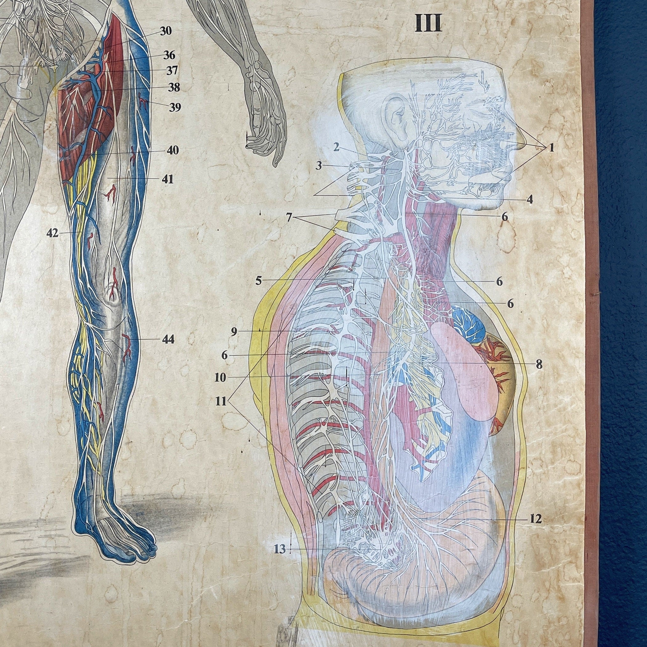 Vintage school  poster The human nervous system Yugoslavia 1966 Educational wall board