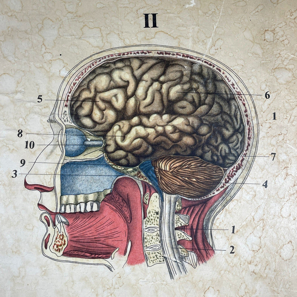 Vintage school  poster The human nervous system Yugoslavia 1966 Educational wall board