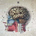 Vintage school  poster The human nervous system Yugoslavia 1966 Educational wall board