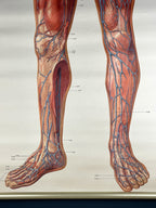 Vintage anatomic school poster The Blood System by Deutsches Hygiene Museum Dresden GDR (East Germany), 1976
