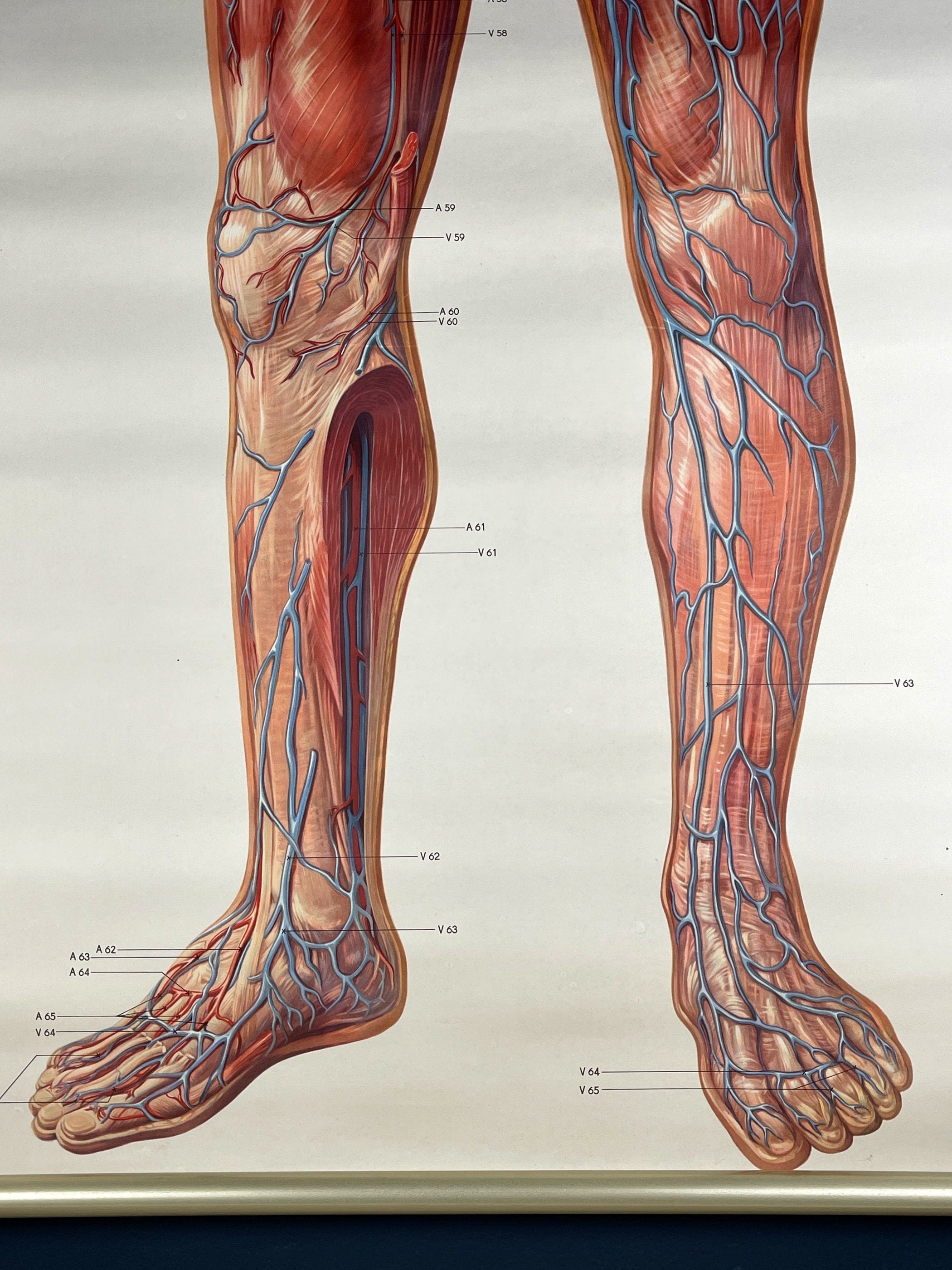 Vintage anatomic school poster The Blood System by Deutsches Hygiene Museum Dresden GDR (East Germany), 1976