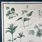 Vintage school botanical poster Austria 1950s Educational wall board