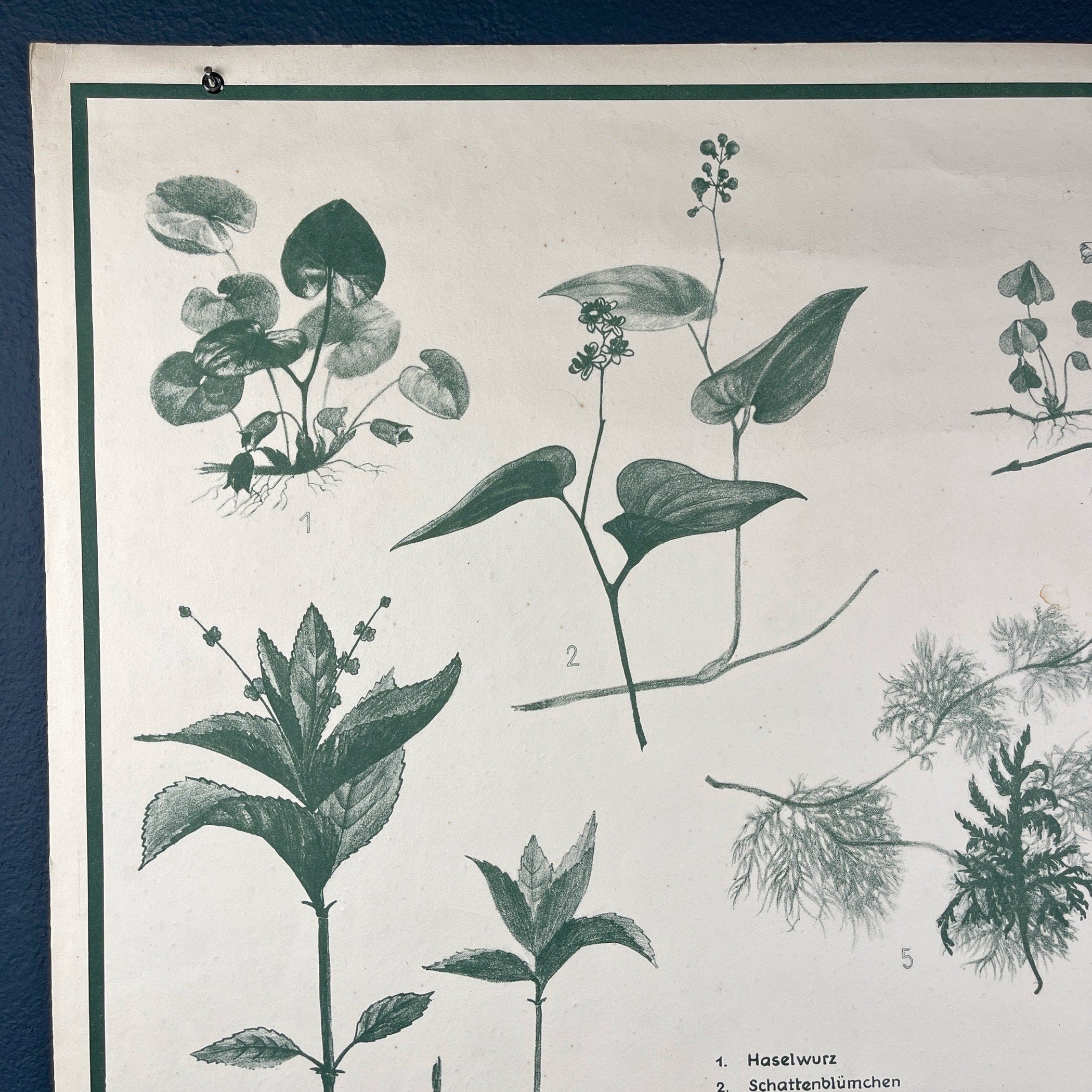 Vintage school botanical poster Austria 1950s Educational wall board