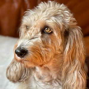 Bilbo