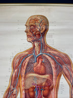 Vintage anatomic school poster The Blood System by Deutsches Hygiene Museum Dresden GDR (East Germany), 1976