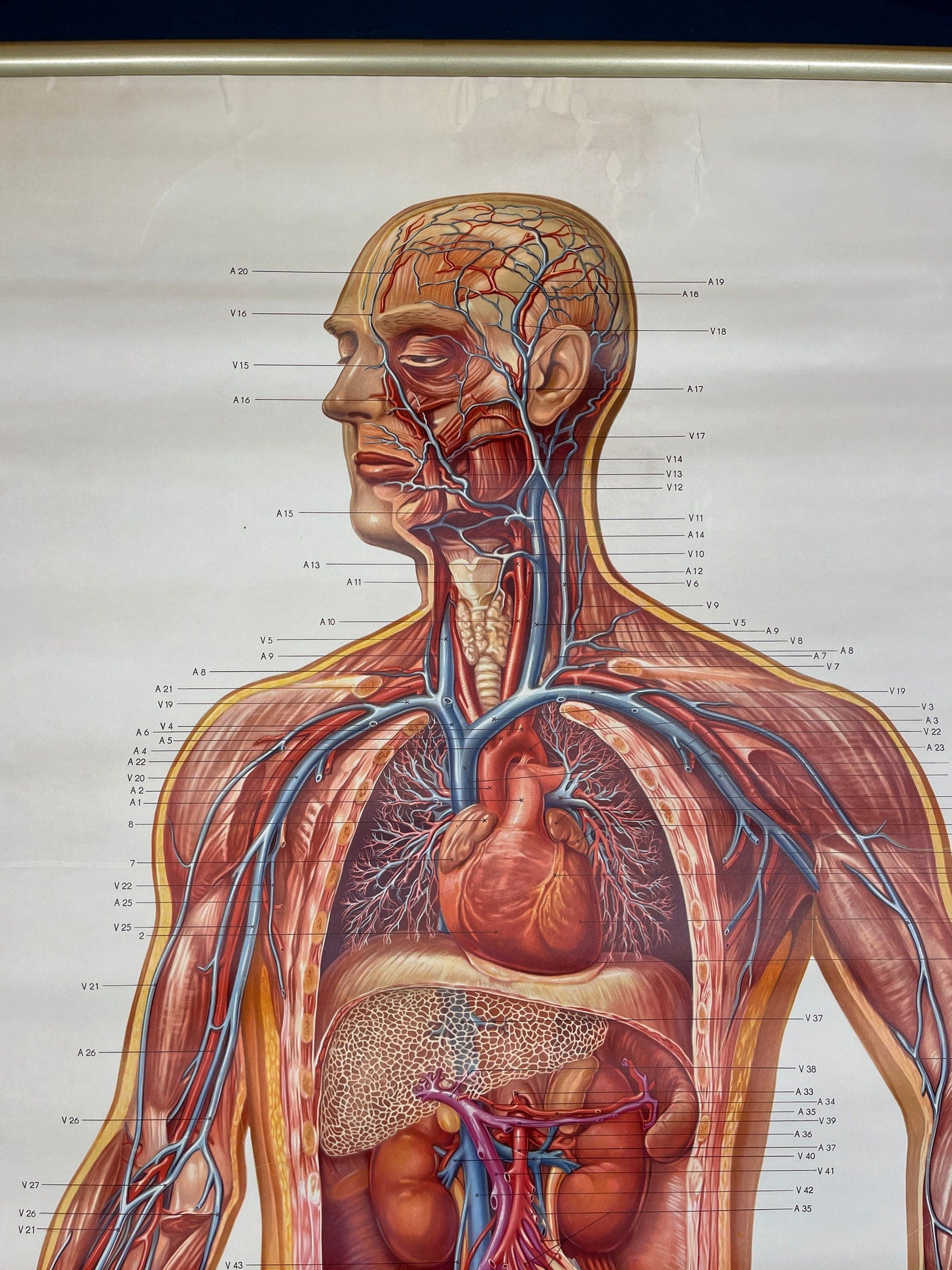 Vintage anatomic school poster The Blood System by Deutsches Hygiene Museum Dresden GDR (East Germany), 1976