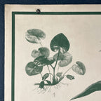 Vintage school botanical poster Austria 1950s Educational wall board