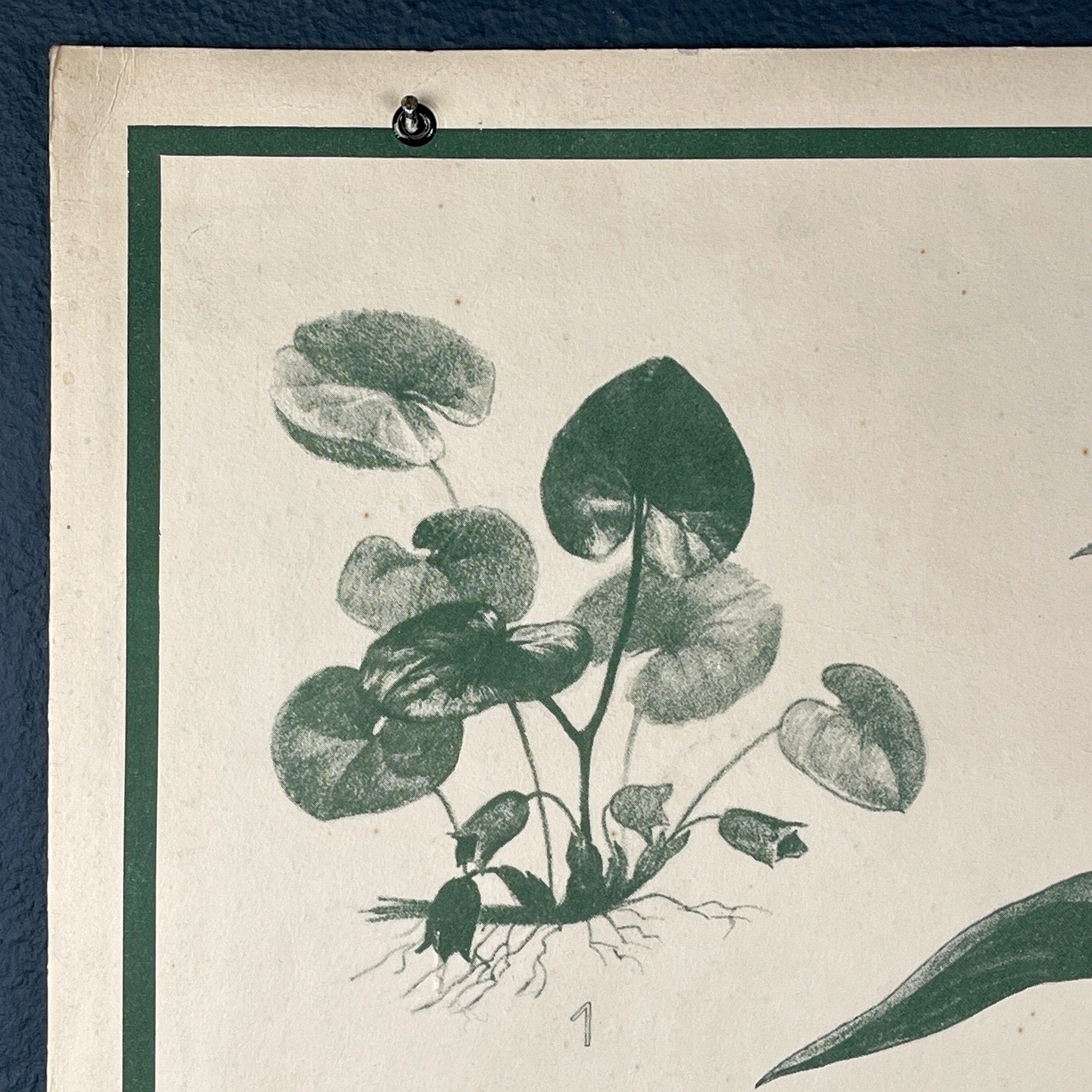 Vintage school botanical poster Austria 1950s Educational wall board