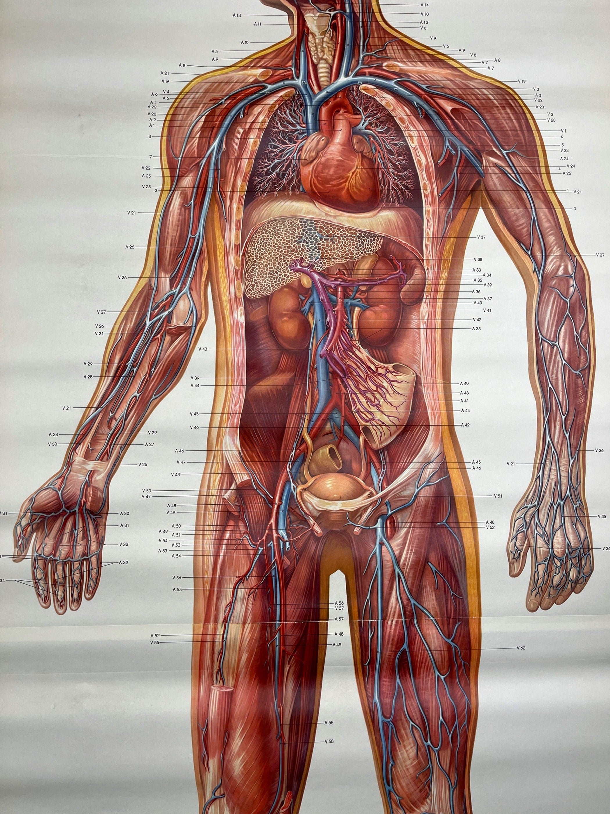 Vintage anatomic school poster The Blood System by Deutsches Hygiene Museum Dresden GDR (East Germany), 1976