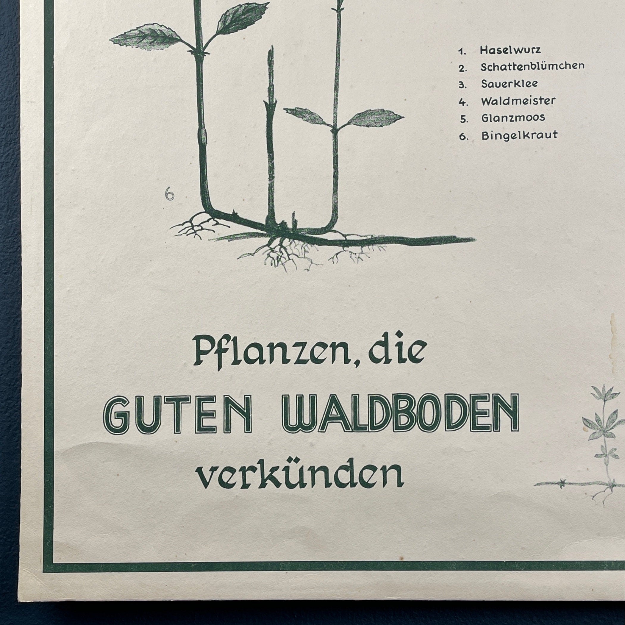 Vintage school botanical poster Austria 1950s Educational wall board