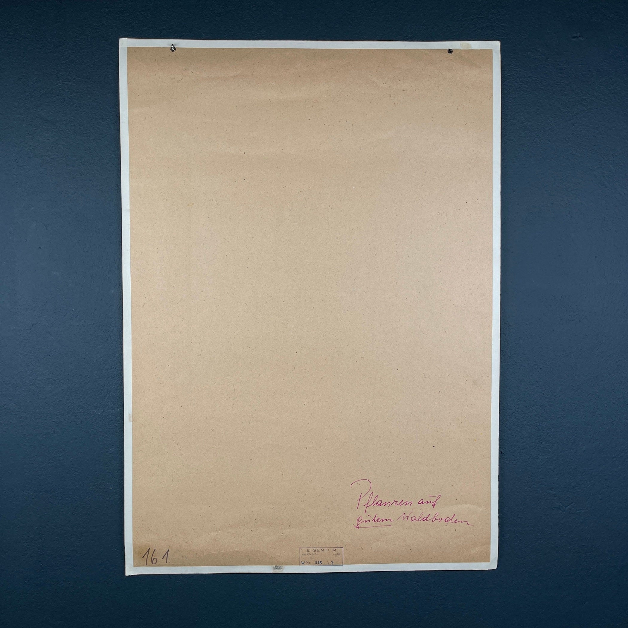 Vintage school botanical poster Austria 1950s Educational wall board