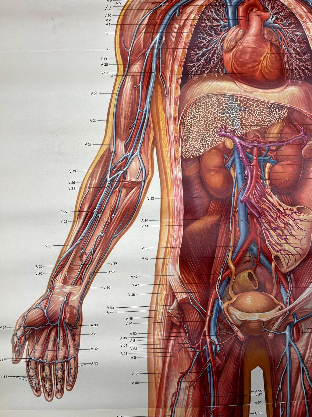 Vintage anatomic school poster The Blood System by Deutsches Hygiene Museum Dresden GDR (East Germany), 1976