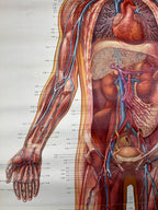 Vintage anatomic school poster The Blood System by Deutsches Hygiene Museum Dresden GDR (East Germany), 1976