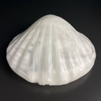 Vintage murano wall lamp Seashell by "La Murrina" Italy 1980s MCM unique Italian lighting