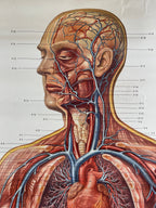 Vintage anatomic school poster The Blood System by Deutsches Hygiene Museum Dresden GDR (East Germany), 1976