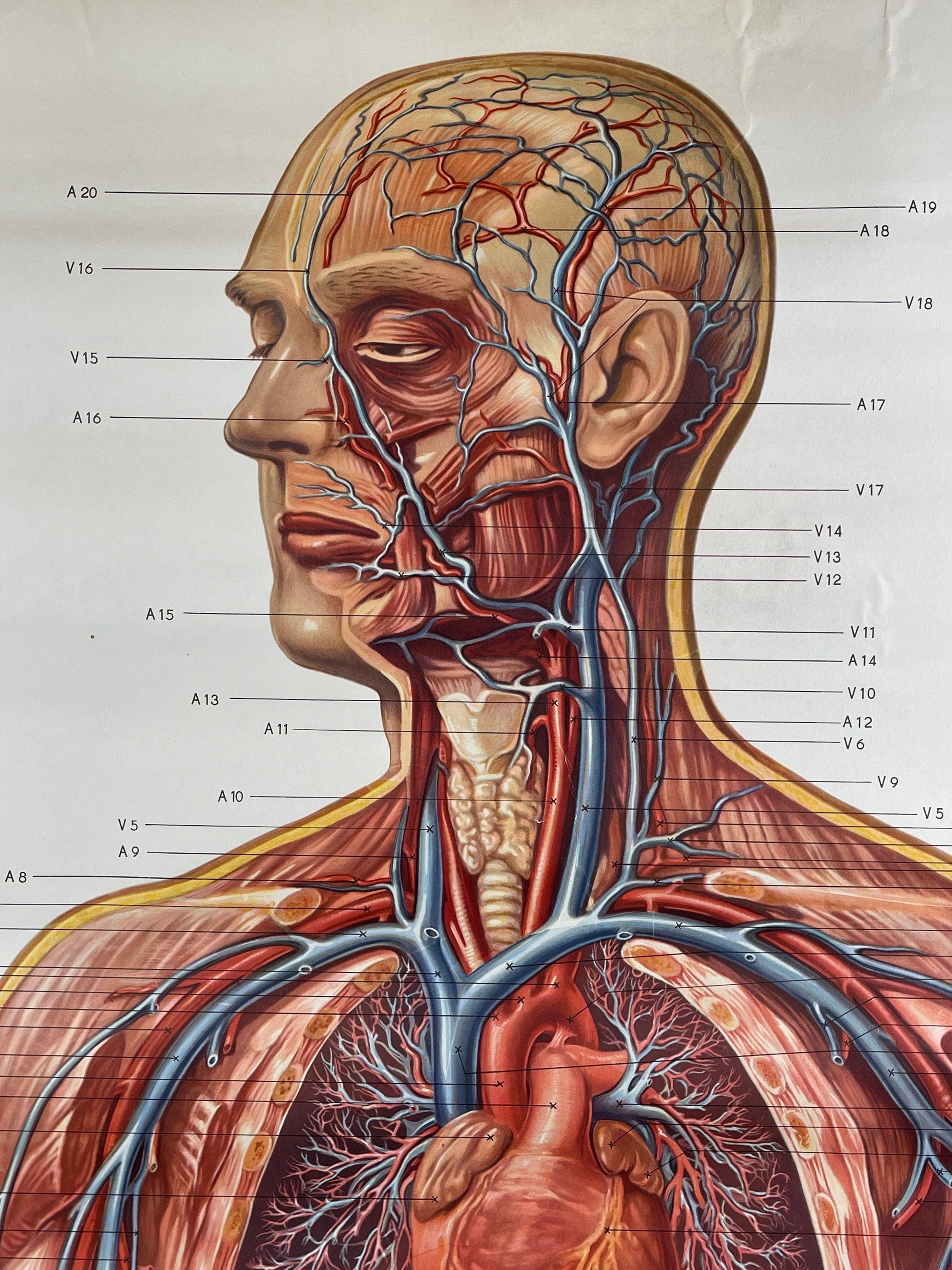 Vintage anatomic school poster The Blood System by Deutsches Hygiene Museum Dresden GDR (East Germany), 1976