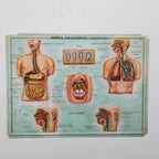 Set of 4 Medical school posters 1960s Medical sign anatomy board Plastic plate Yugoslavia
