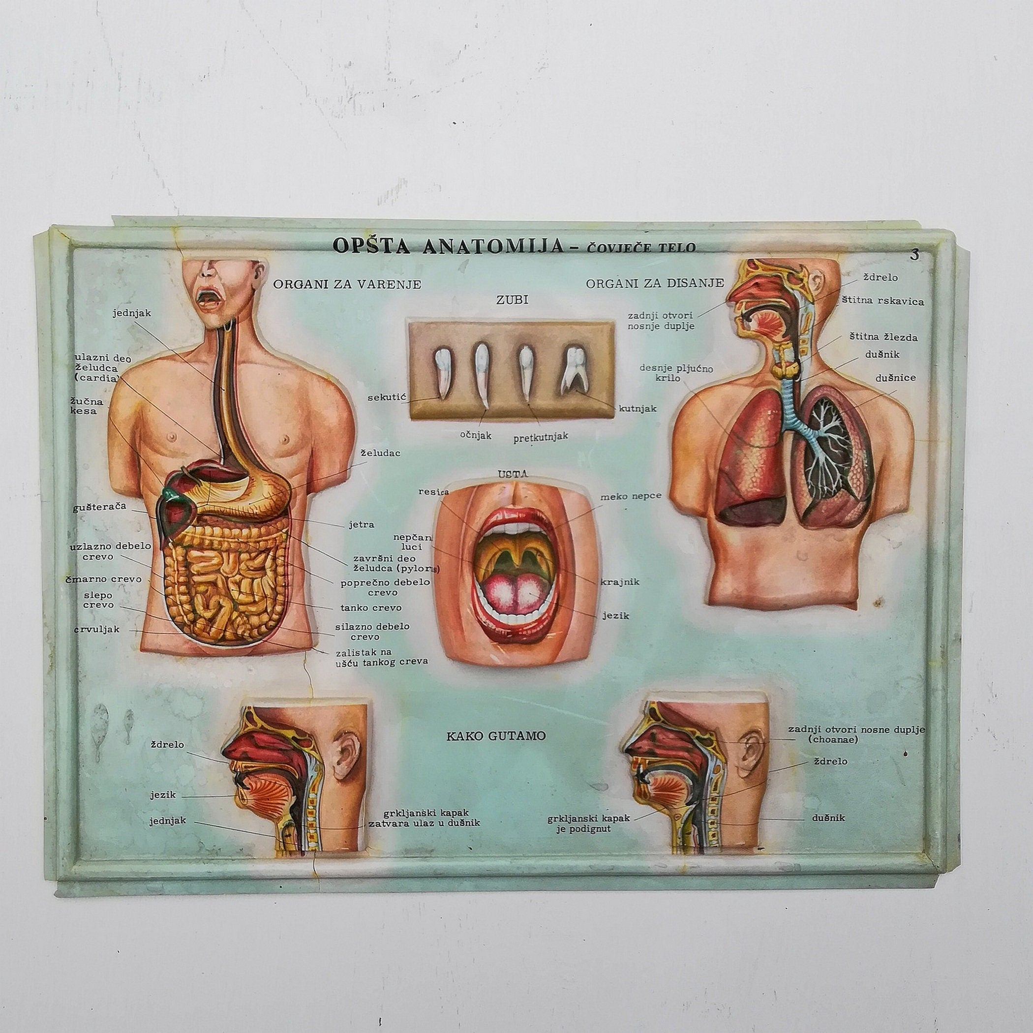Set of 4 Medical school posters 1960s Medical sign anatomy board Plastic plate Yugoslavia