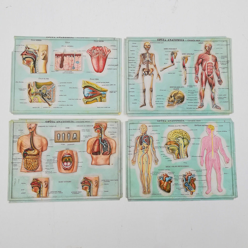 Set of 4 Medical school posters 1960s Medical sign anatomy board Plastic plate Yugoslavia