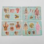 Set of 4 Medical school posters 1960s Medical sign anatomy board Plastic plate Yugoslavia