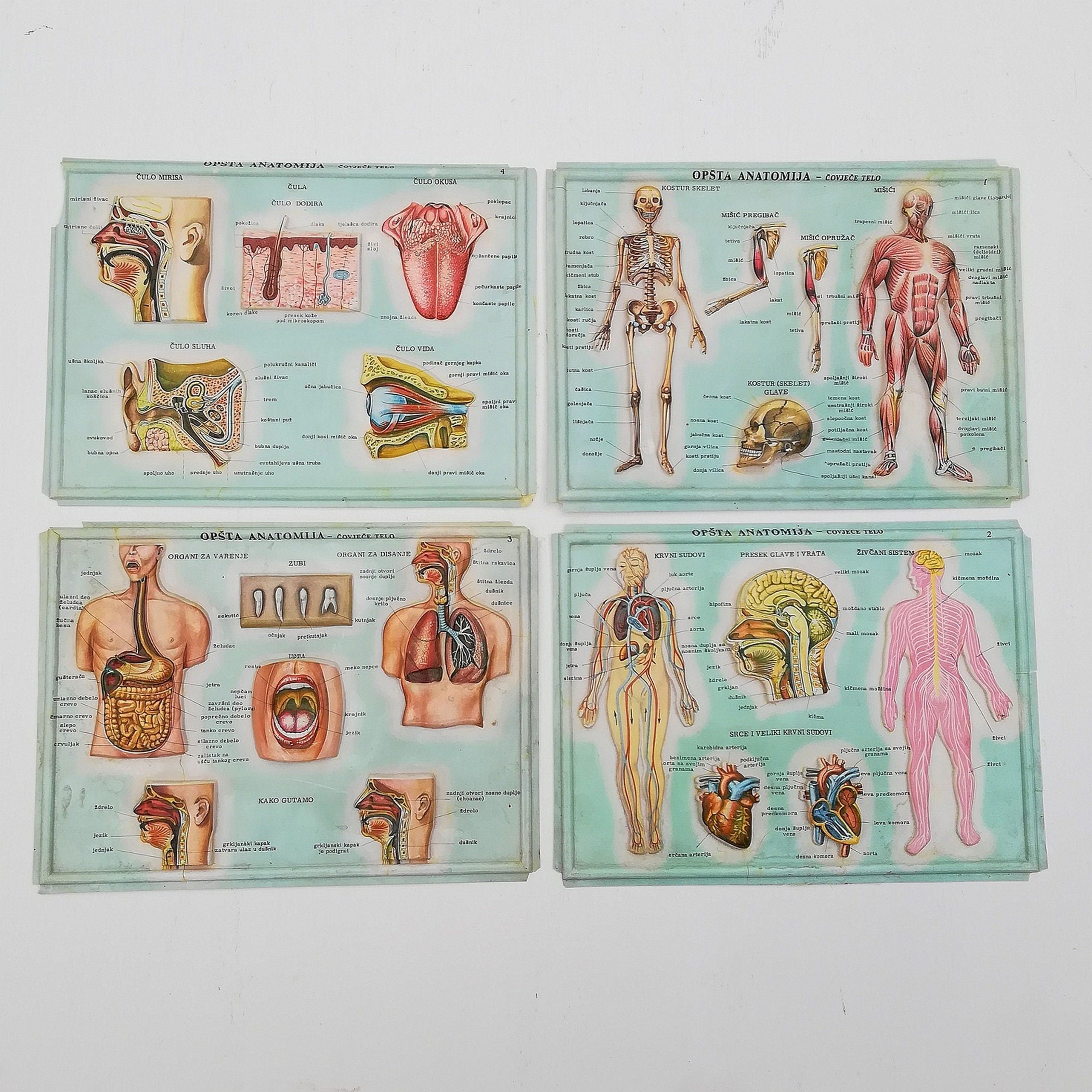 Set of 4 Medical school posters 1960s Medical sign anatomy board Plastic plate Yugoslavia