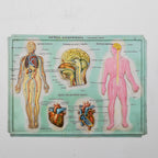 Set of 4 Medical school posters 1960s Medical sign anatomy board Plastic plate Yugoslavia