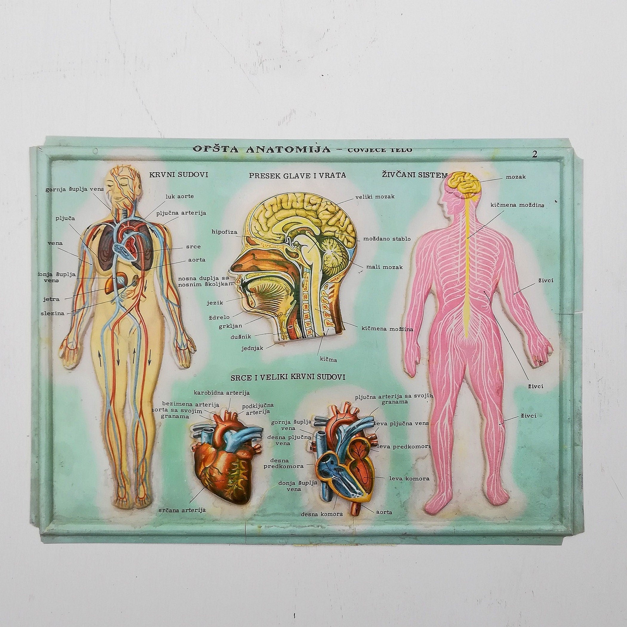 Set of 4 Medical school posters 1960s Medical sign anatomy board Plastic plate Yugoslavia
