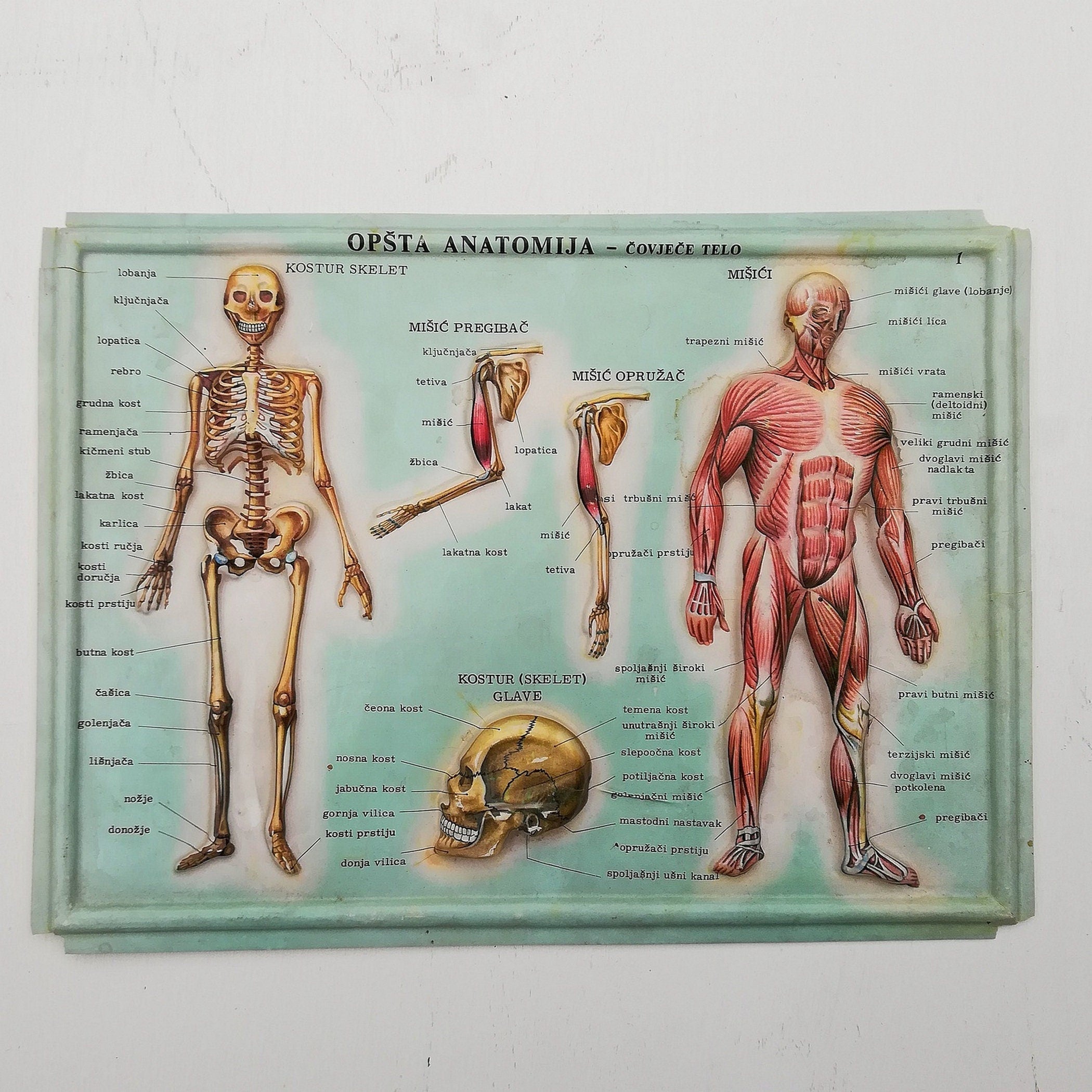 Set of 4 Medical school posters 1960s Medical sign anatomy board Plastic plate Yugoslavia