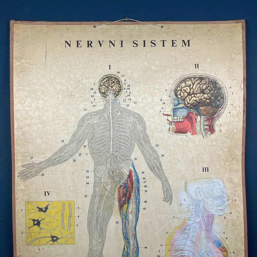 Vintage school  poster The human nervous system Yugoslavia 1966 Educational wall board