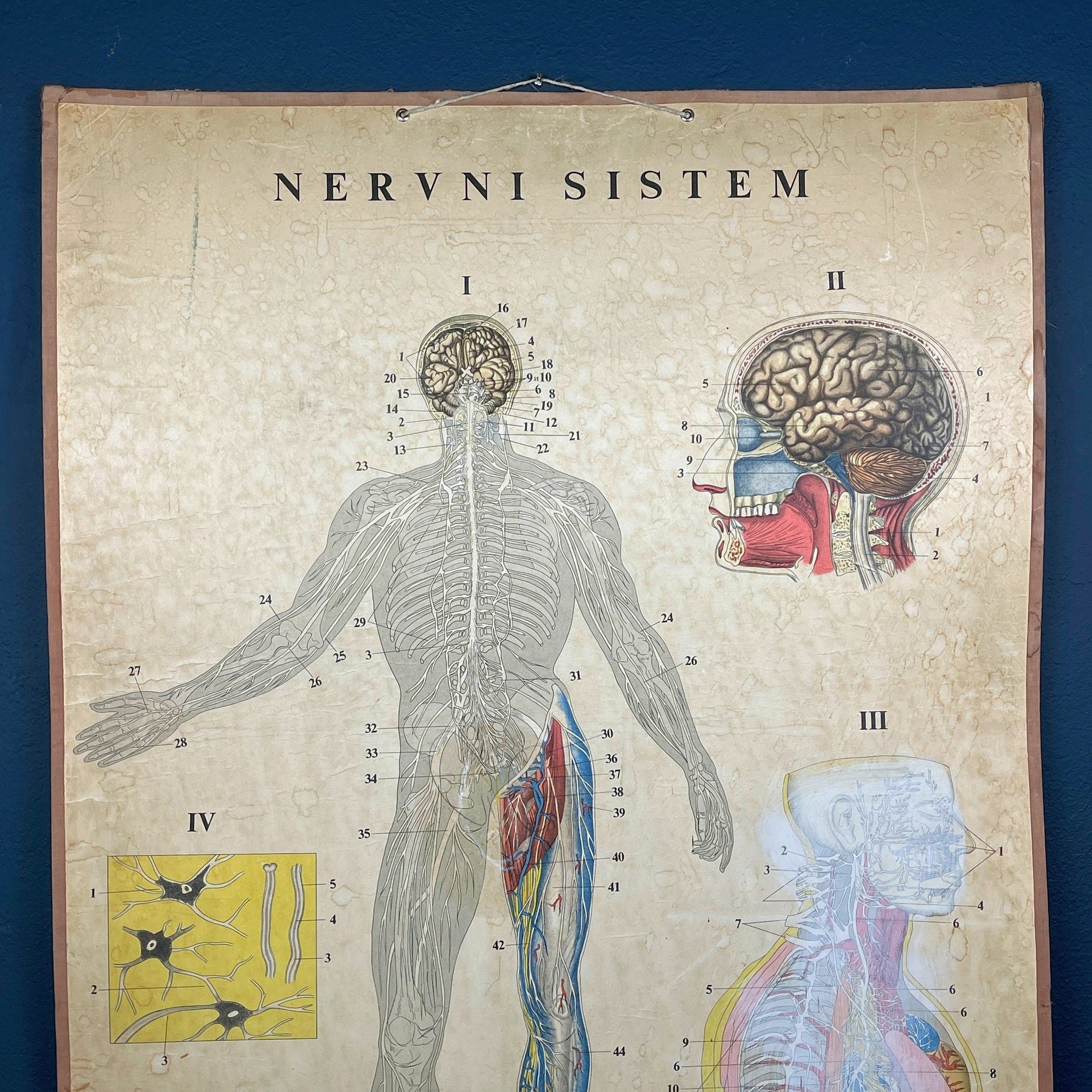 Vintage school  poster The human nervous system Yugoslavia 1966 Educational wall board