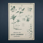 Vintage school botanical poster Austria 1950s Educational wall board