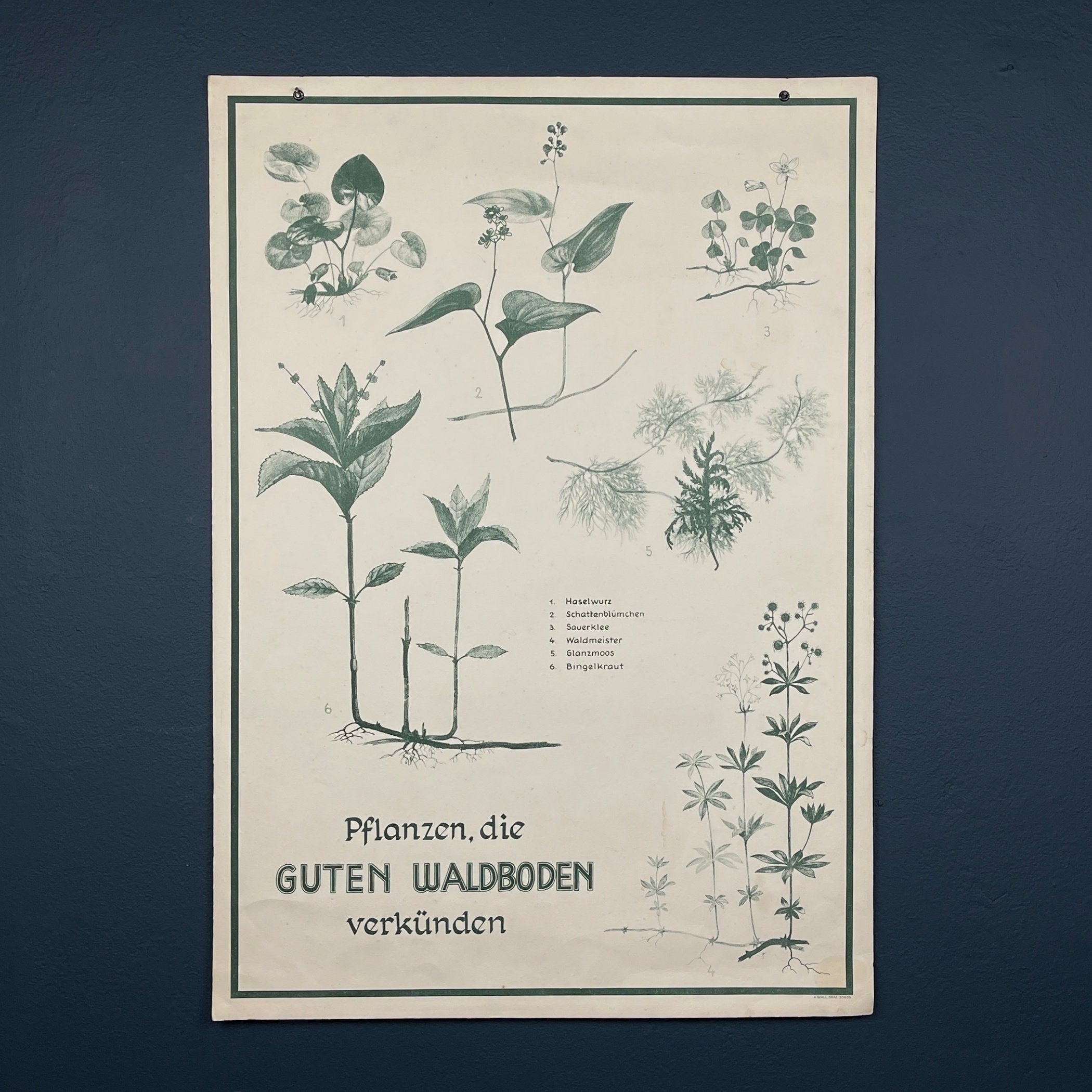 Vintage school botanical poster Austria 1950s Educational wall board