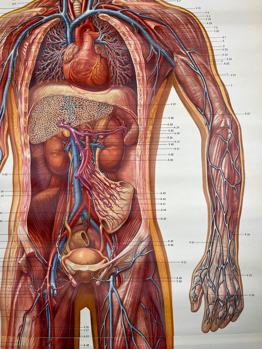 Vintage anatomic school poster The Blood System by Deutsches Hygiene Museum Dresden GDR (East Germany), 1976