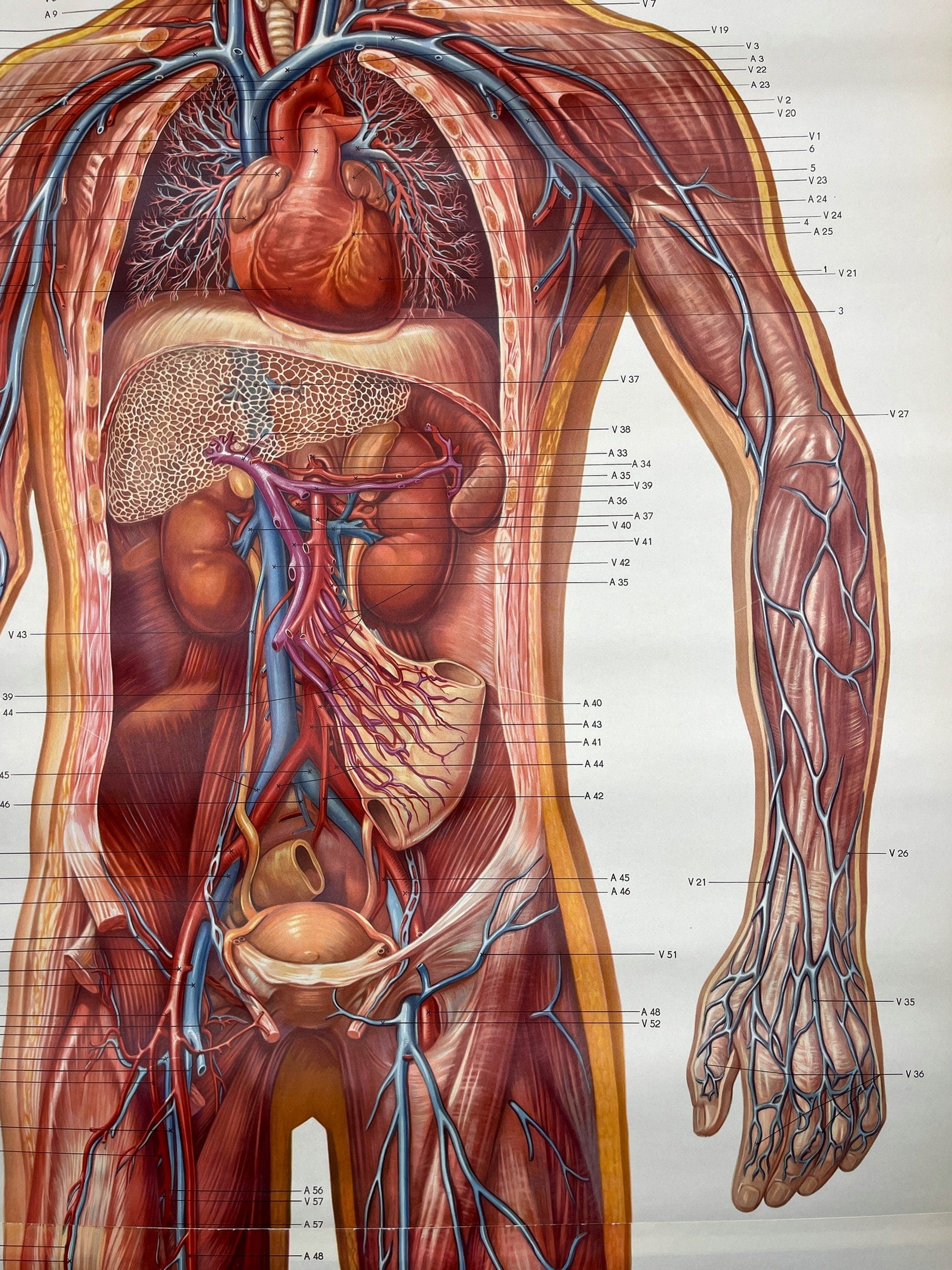 Vintage anatomic school poster The Blood System by Deutsches Hygiene Museum Dresden GDR (East Germany), 1976